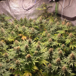 nasiona marihuany Auto Super Mazar