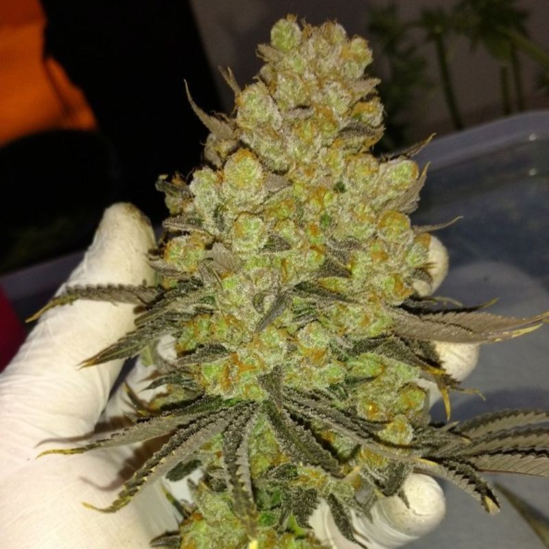 nasiona marihuany Biggest Bud