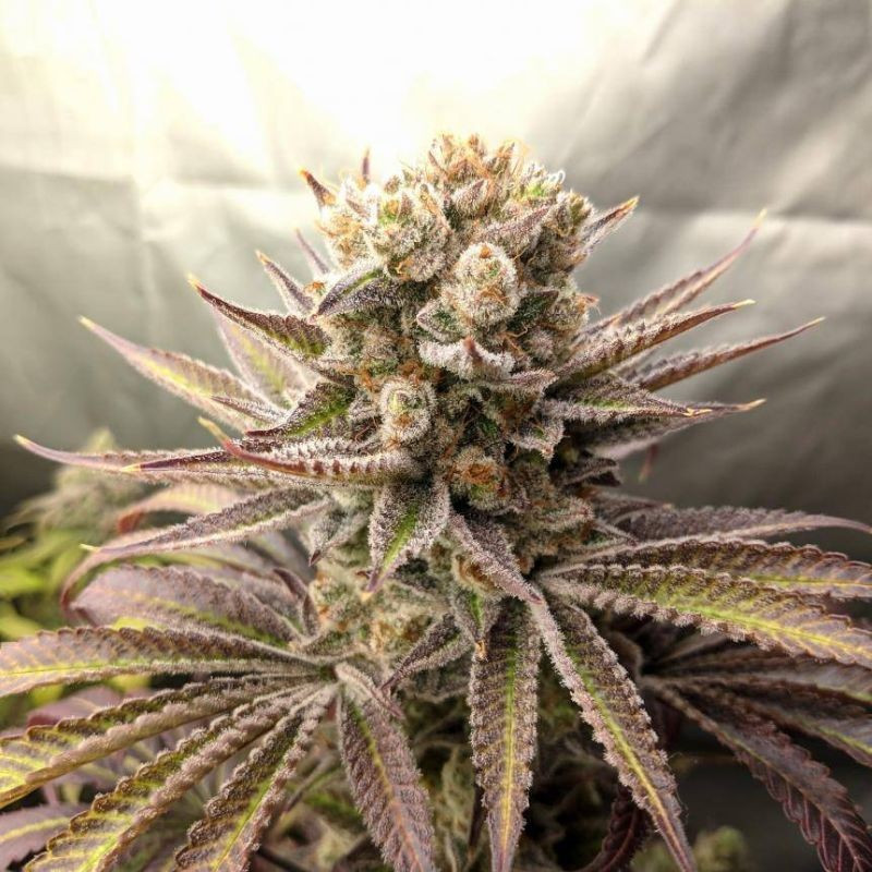 nasiona marihuany Blueberry Bliss Auto