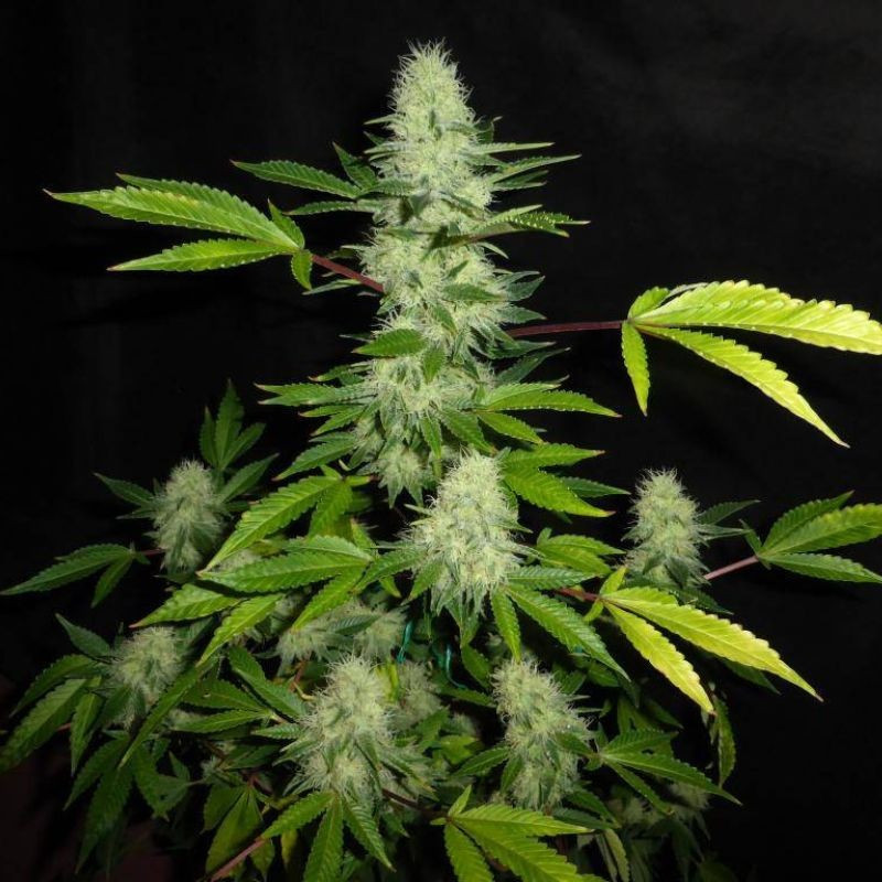 nasiona marihuany Bona Dea CBD +