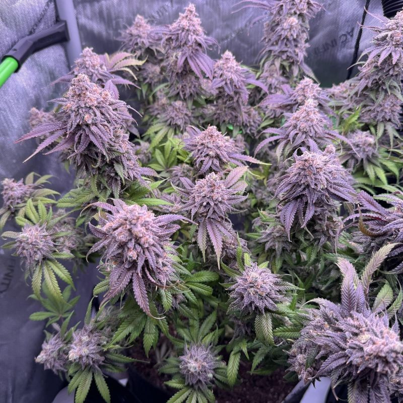 nasiona marihuany Dark Star x AK-49