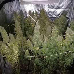 nasiona marihuany Delhi Cheese Auto