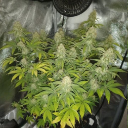 nasiona marihuany Doctor Jamaica