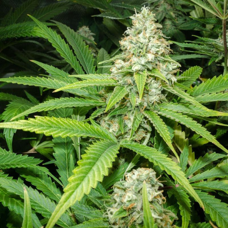 nasiona marihuany Doctor Jamaica Auto