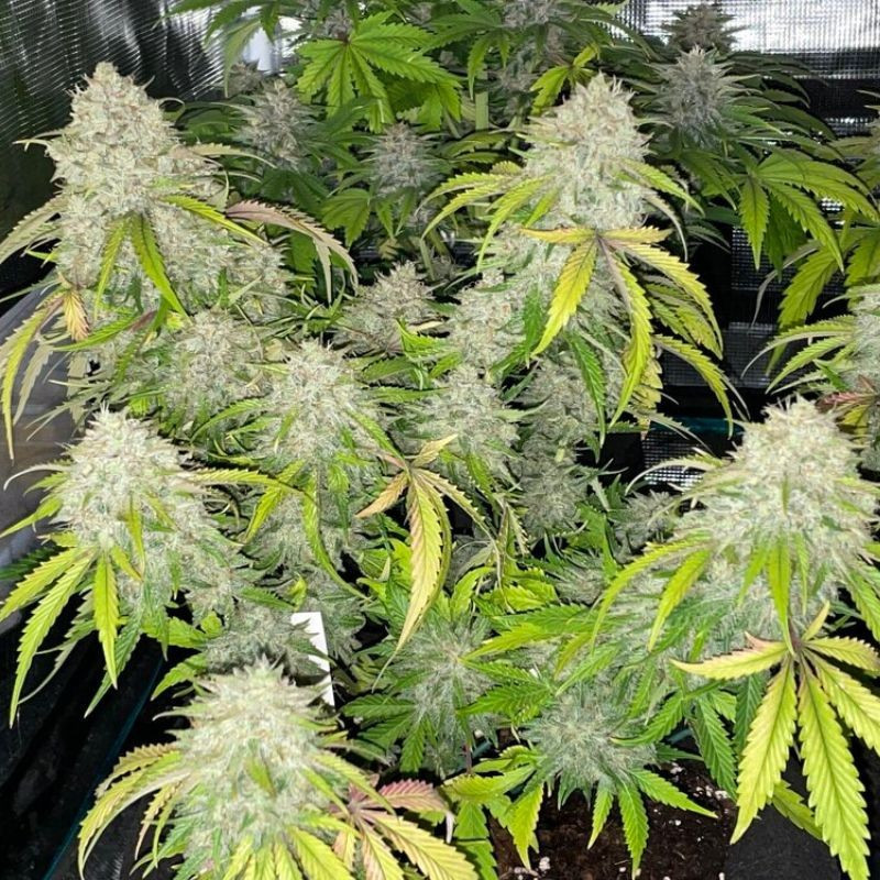 nasiona marihuany La Blanca Gold