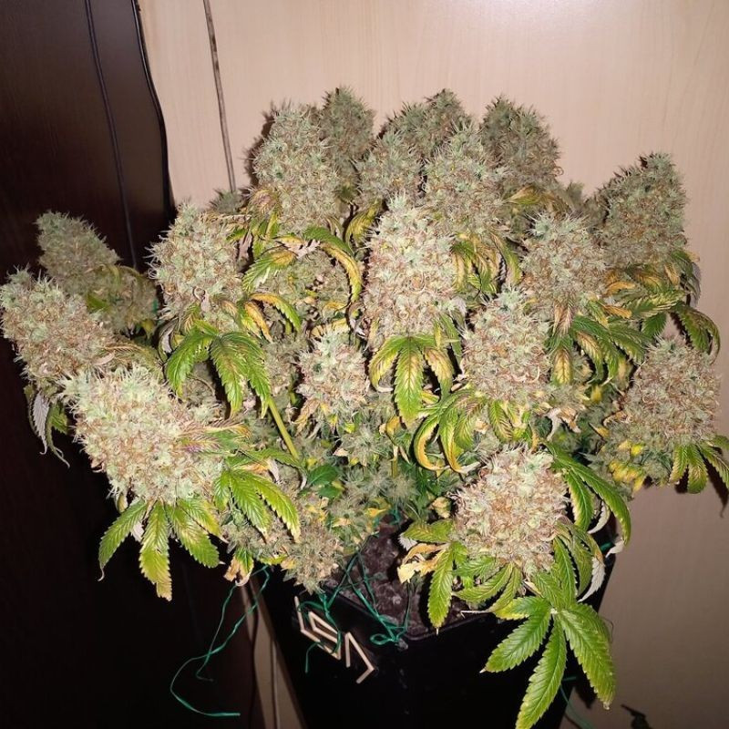nasiona marihuany La Blanca Gold Auto