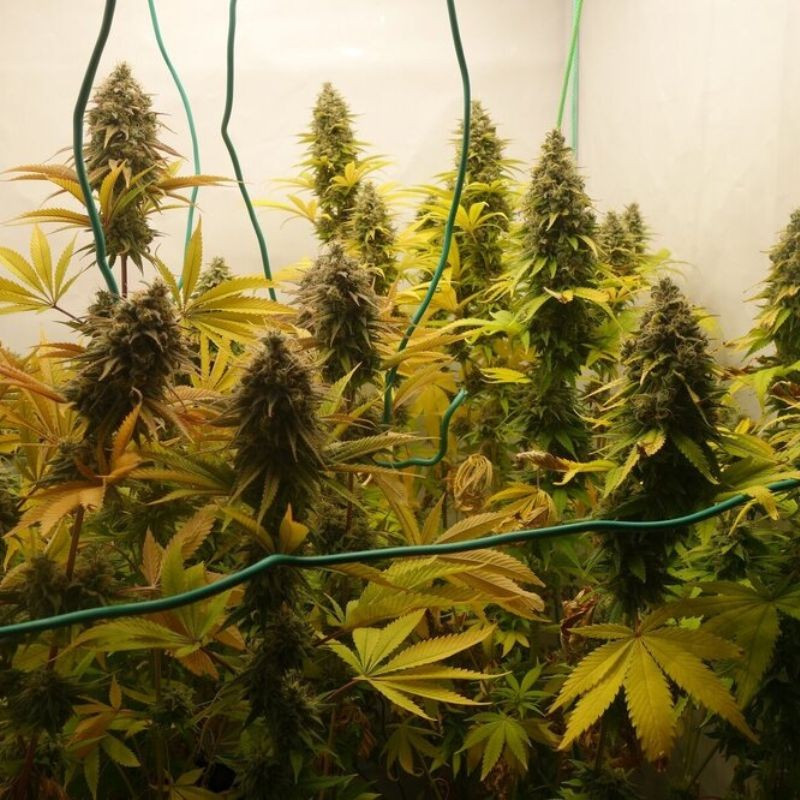 nasiona marihuany Lamb's Breath x AK-49