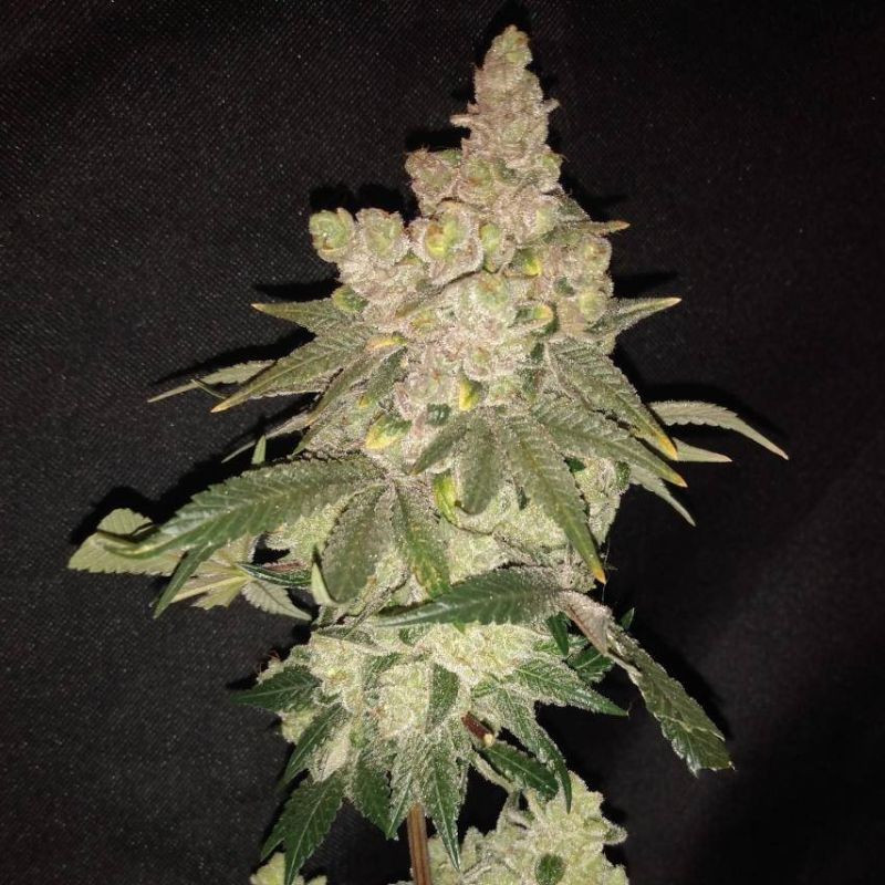 nasiona marihuany Medical 49 CBD +