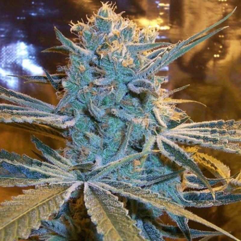 nasiona marihuany Tom Kush OG