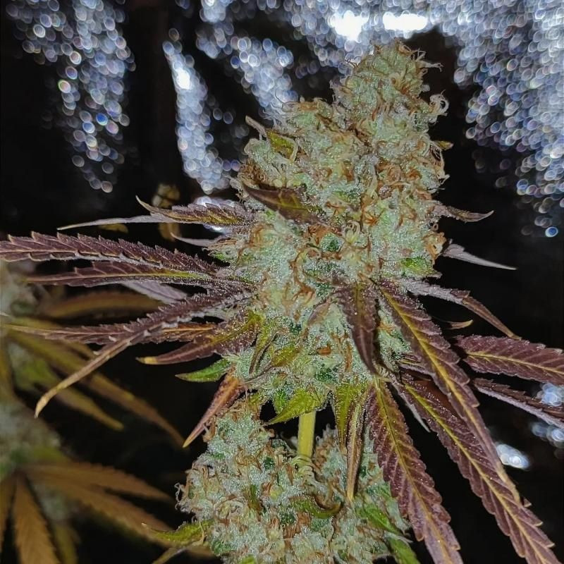 nasiona marihuany Vision Gorilla Auto