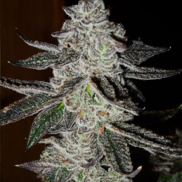 nasiona marihuany Vision Kush Auto