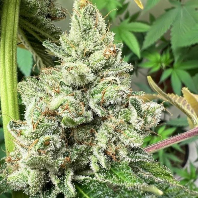 nasiona marihuany Wedding Cake x Triple OG
