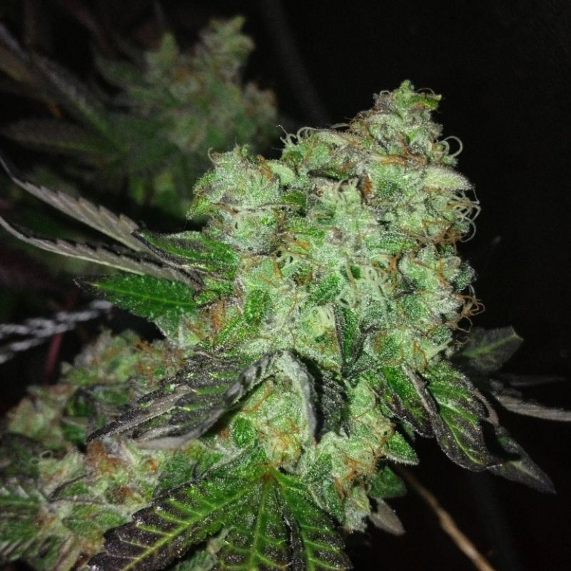 nasiona marihuany Double Banana Kush