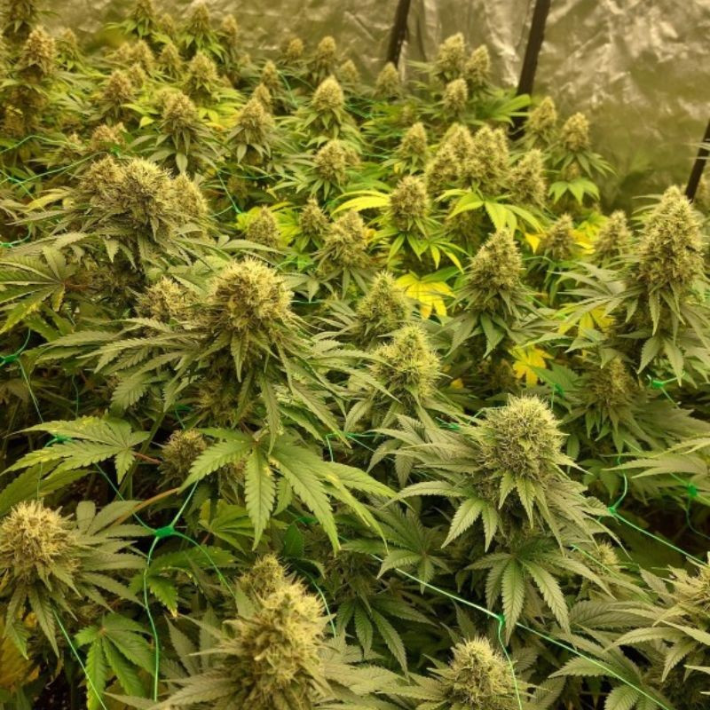 nasiona marihuany Gelato 420