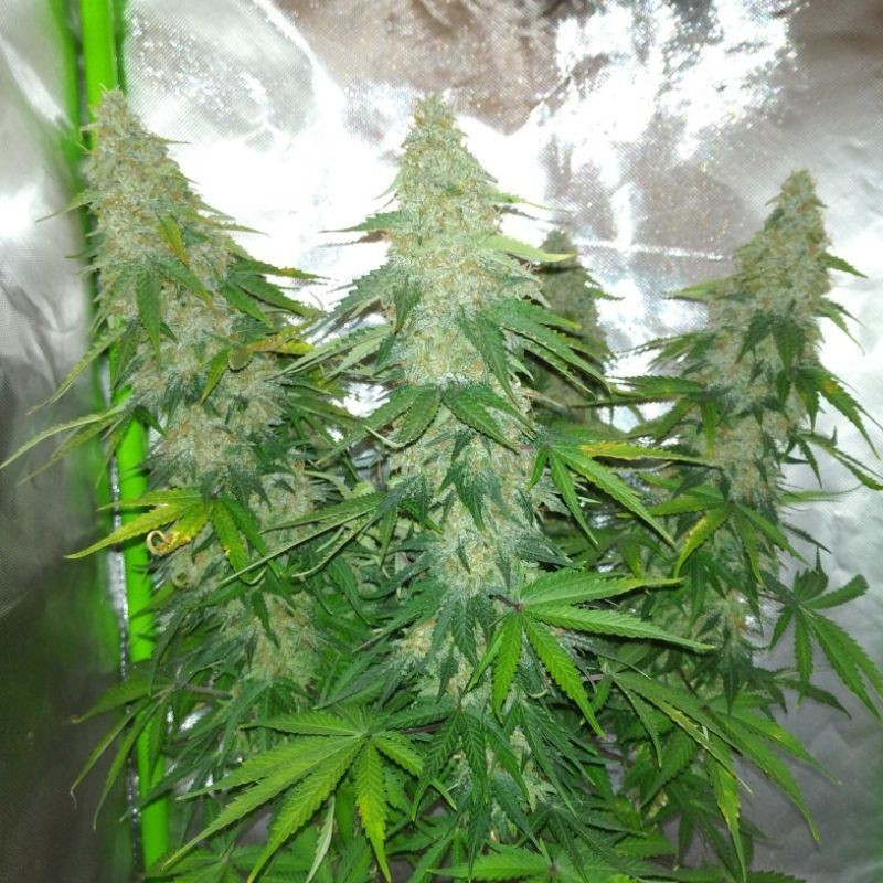 nasiona marihuany Nicole Hindu Kush
