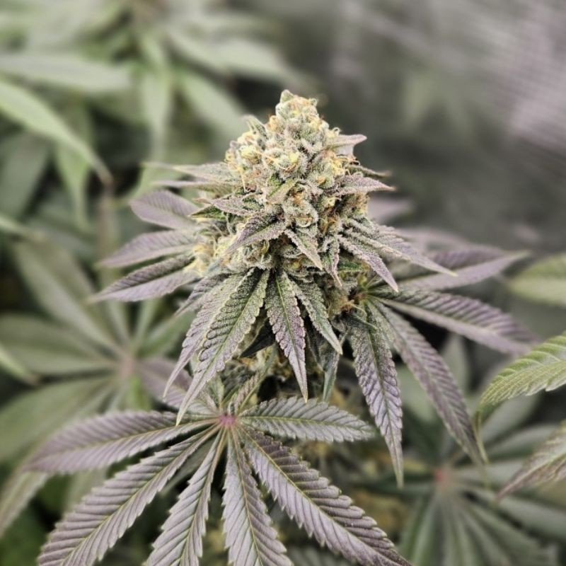 nasiona marihuany Purple Bud