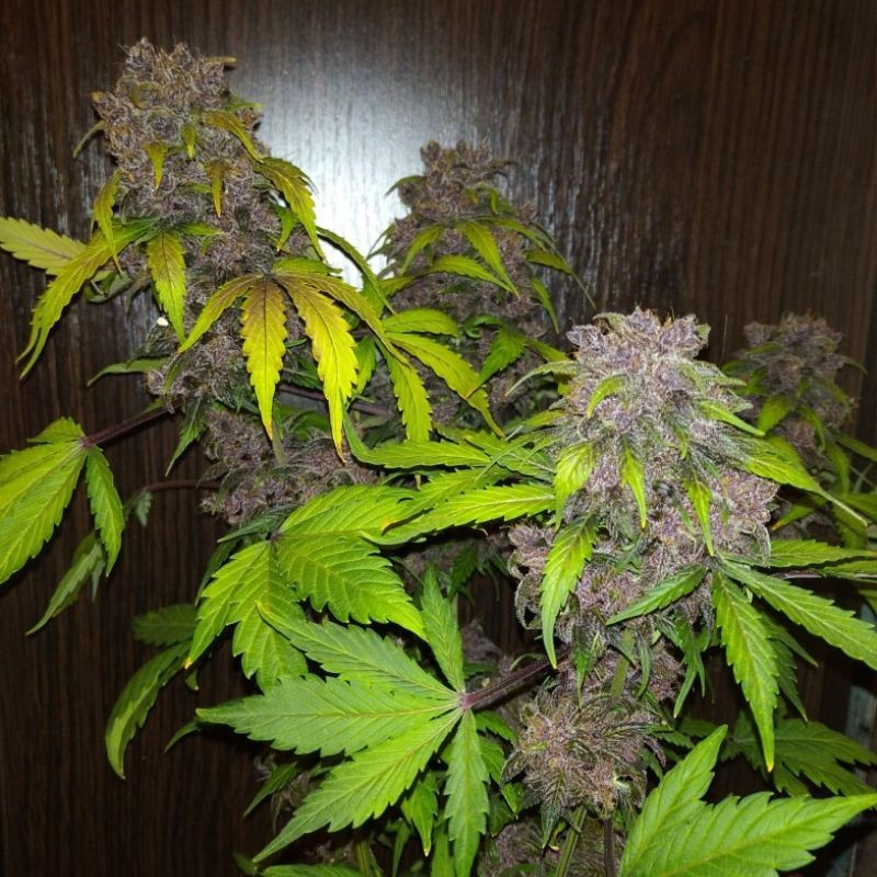 nasiona marihuany Purple Bud Automatic