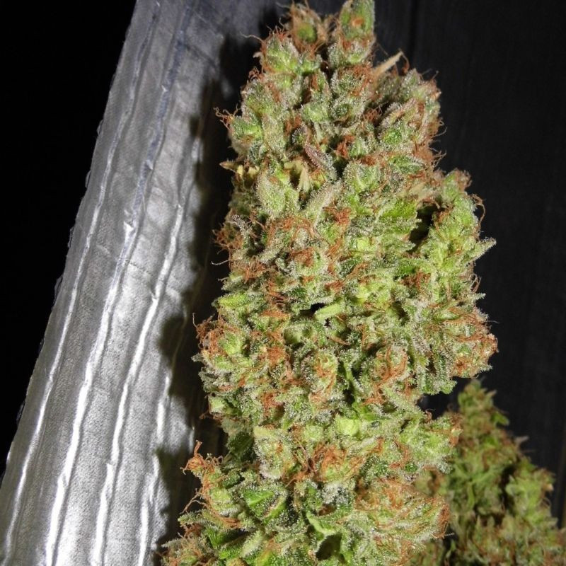 nasiona marihuany Skunk 1 Automatic
