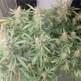 nasiona marihuany Snow Ryder Auto