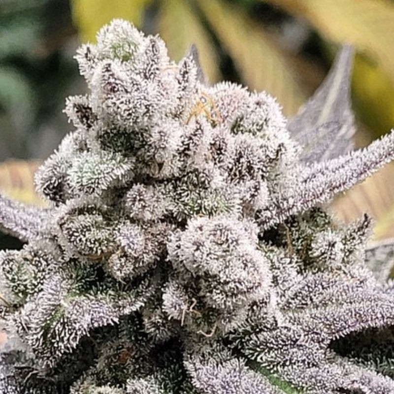 nasiona marihuany Wedding Cheesecake