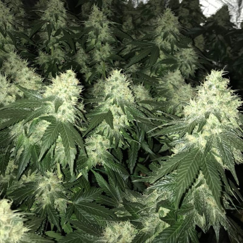 nasiona marihuany White Diesel