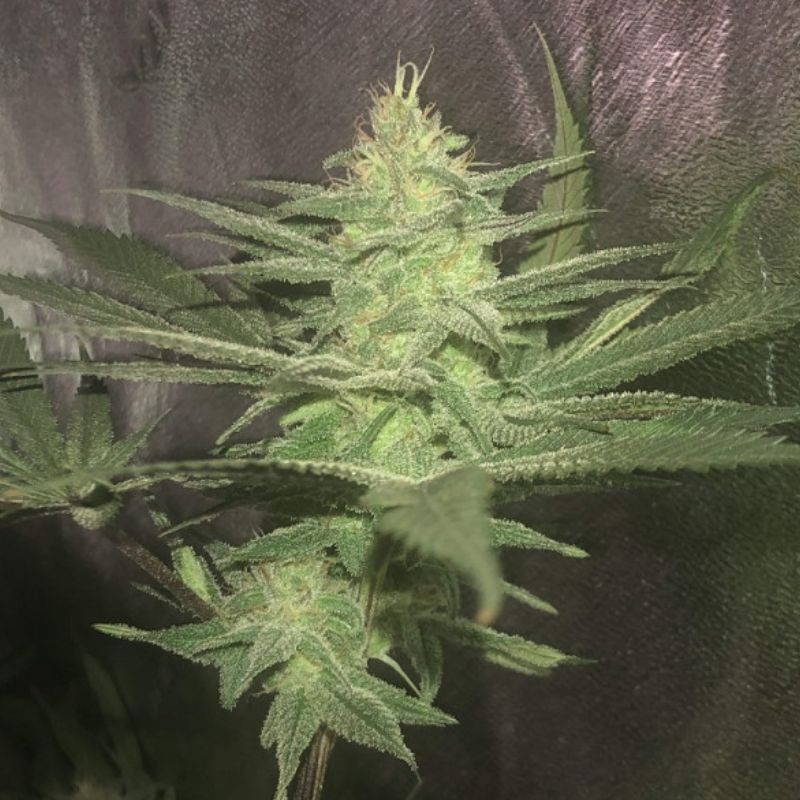 nasiona marihuany White Diesel Haze Automatic