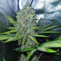 nasiona marihuany White Gold