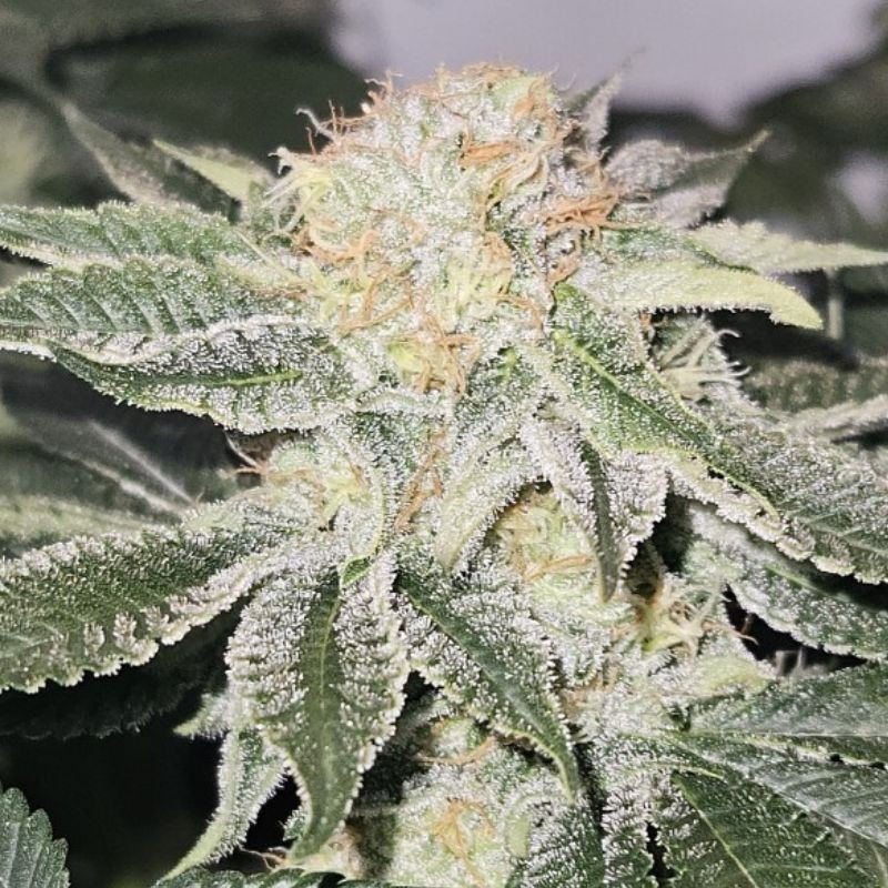 nasiona marihuany White Skunk Automatic