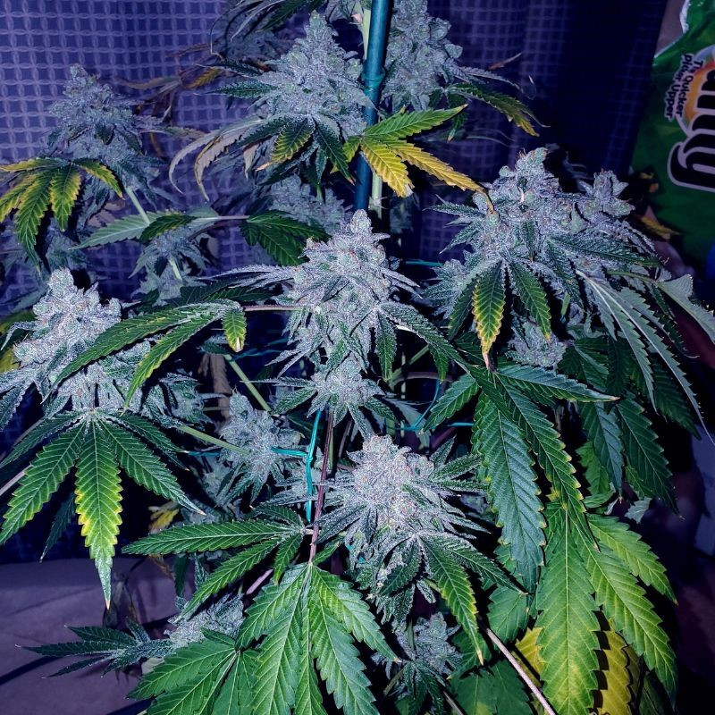 nasiona marihuany Afghan Kush Ryder Auto