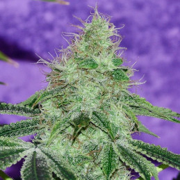 nasiona marihuany Afghan Kush x Skunk