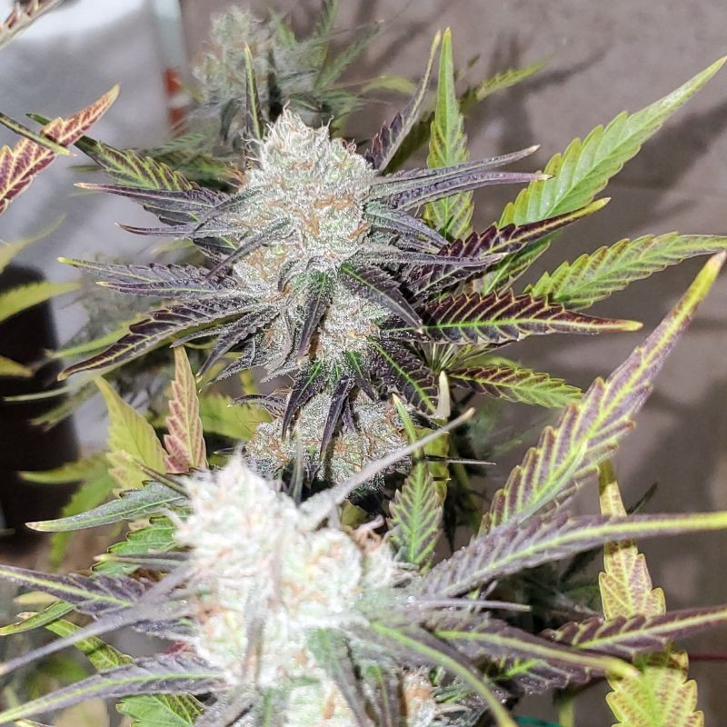 nasiona marihuany Afghan Kush x White Widow
