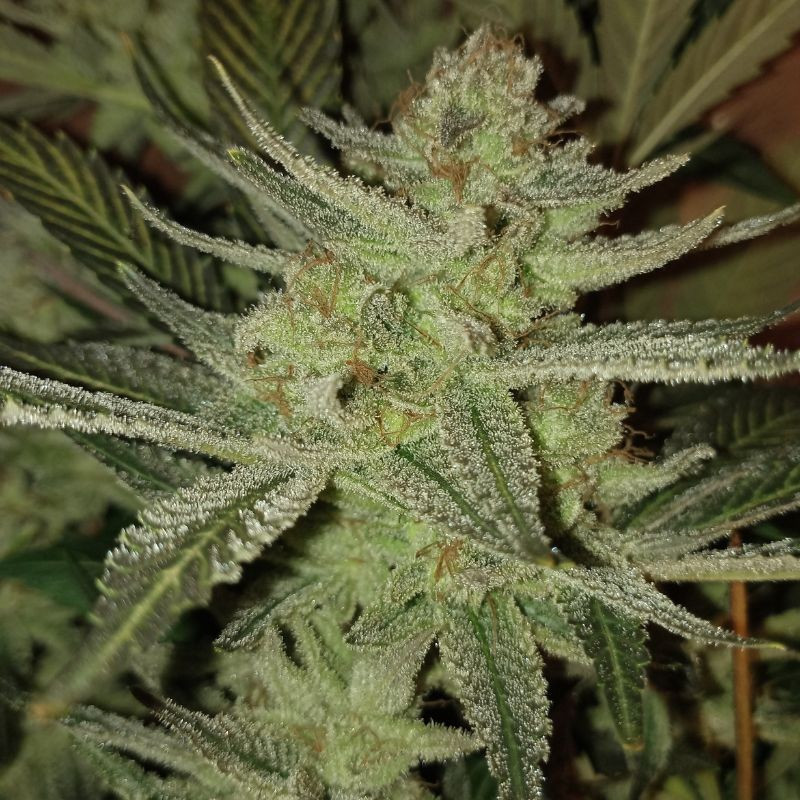 nasiona marihuany Afghan Kush x Yumbolt