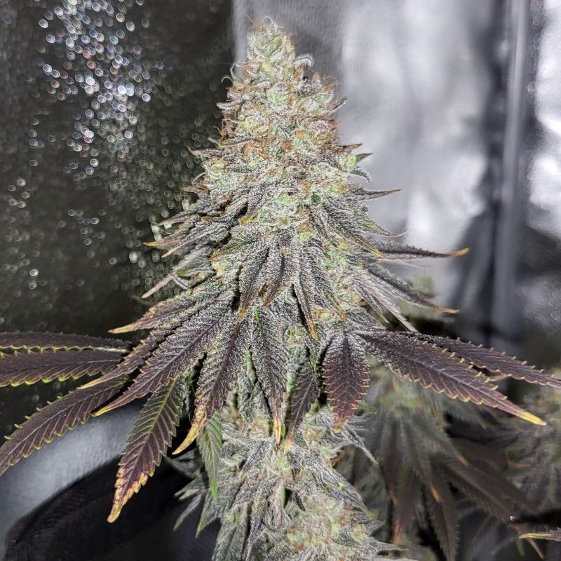 nasiona marihuany Amnesia Ryder Auto