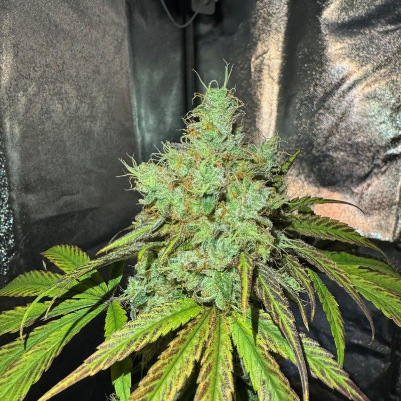 nasiona marihuany Brazil Amazonia