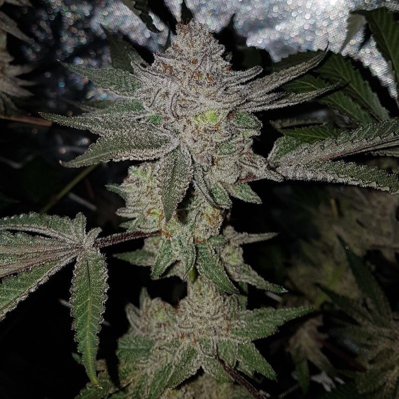 nasiona marihuany CBD Tonic