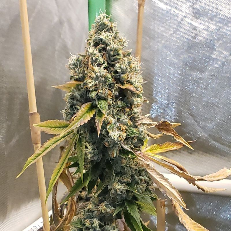 nasiona marihuany Chronic Haze