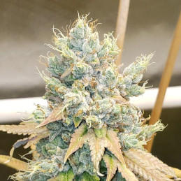 nasiona marihuany Colombian Gold