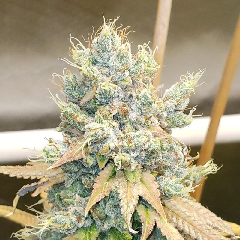 nasiona marihuany Colombian Gold
