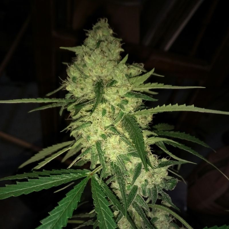 nasiona marihuany Harlequeen THC Free