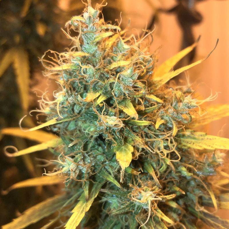 nasiona marihuany Mazar Kush