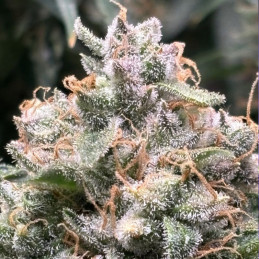 nasiona marihuany Mazar X Great White Shark