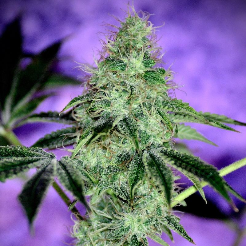 nasiona marihuany Mazar X White Rhino