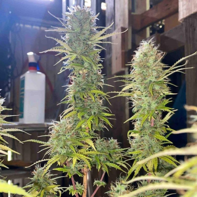 nasiona marihuany Northern Light X Skunk