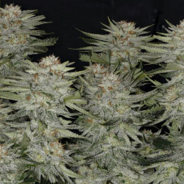 nasiona marihuany South African Kwazulu