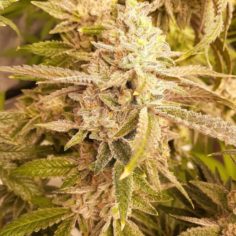 nasiona marihuany Strawberry Blue Early Harvest