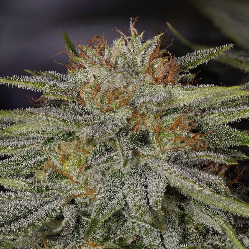 nasiona marihuany Yumbolt 47