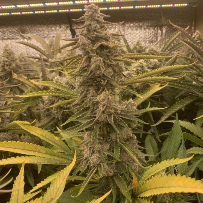 nasiona marihuany White Cheese Auto