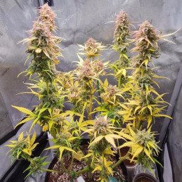 nasiona marihuany Vanilla Ice Auto