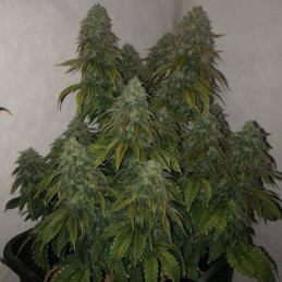 nasiona marihuany Power Kush