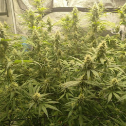 nasiona marihuany OG Bubble Gum